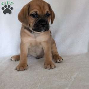 Chase, Puggle Puppy