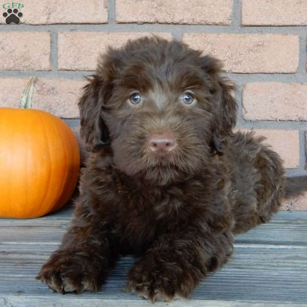 Vivi, Labradoodle Puppy