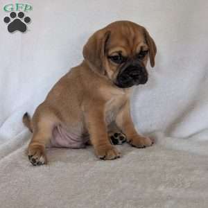 Chase, Puggle Puppy