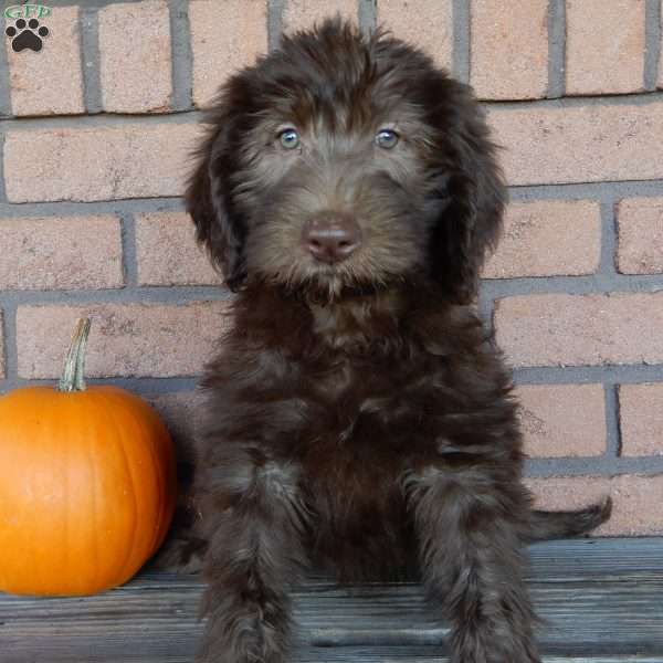 Luna, Labradoodle Puppy