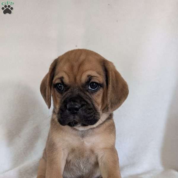 Chase, Puggle Puppy