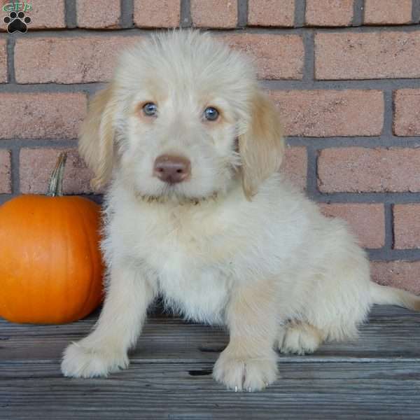 Omar, Labradoodle Puppy
