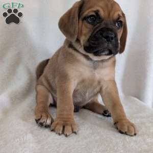 Chase, Puggle Puppy