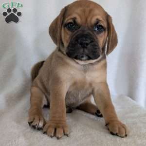 Chase, Puggle Puppy