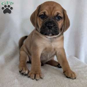 Chase, Puggle Puppy