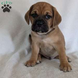 Chase, Puggle Puppy