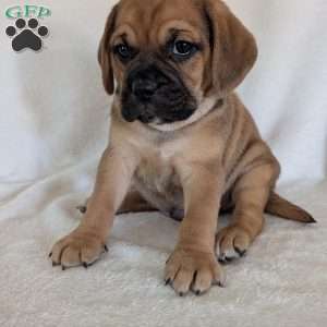 Chase, Puggle Puppy