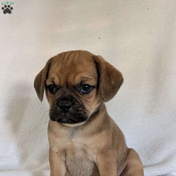 Chloe, Puggle Puppy