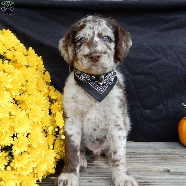Toby, Mini Labradoodle Puppy