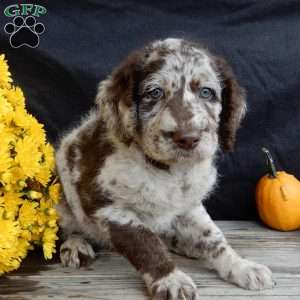 Toby, Mini Labradoodle Puppy