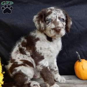 Toby, Mini Labradoodle Puppy