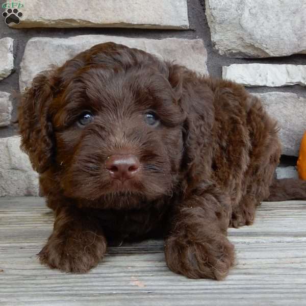 Leo, Mini Labradoodle Puppy