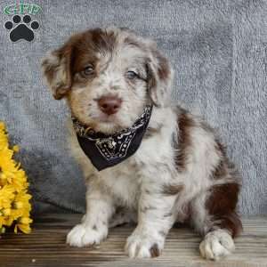 Bonnie, Mini Labradoodle Puppy