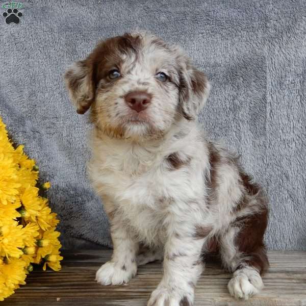 Bonnie, Mini Labradoodle Puppy