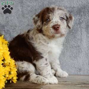Bonnie, Mini Labradoodle Puppy