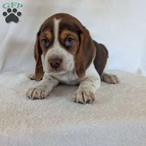 Cash, Beagle Puppy