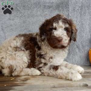 Sam, Mini Labradoodle Puppy