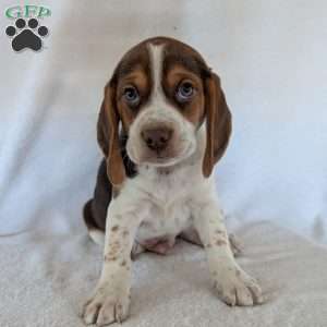 Cash, Beagle Puppy