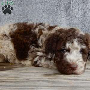 Sam, Mini Labradoodle Puppy