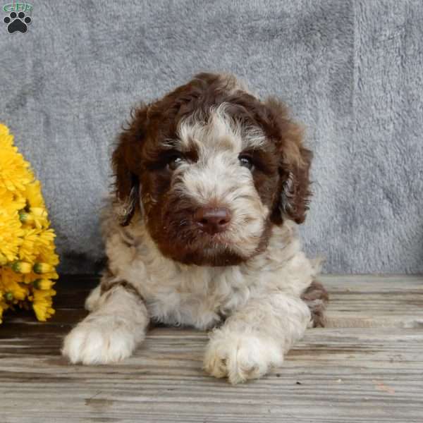 Sam, Mini Labradoodle Puppy