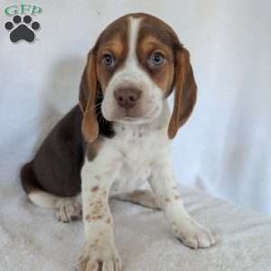 Cash, Beagle Puppy