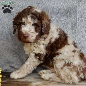 Sam, Mini Labradoodle Puppy