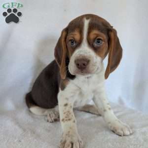 Cash, Beagle Puppy