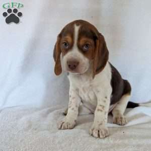 Cash, Beagle Puppy