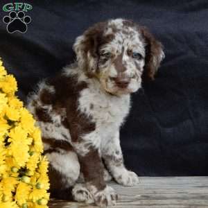 Toby, Mini Labradoodle Puppy