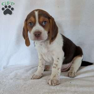 Cash, Beagle Puppy