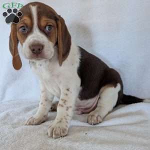 Cash, Beagle Puppy