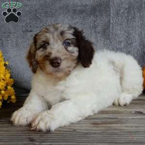 Amber, Mini Labradoodle Puppy