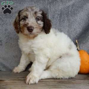 Amber, Mini Labradoodle Puppy