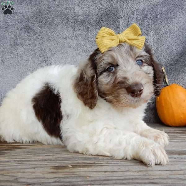 Amber, Mini Labradoodle Puppy