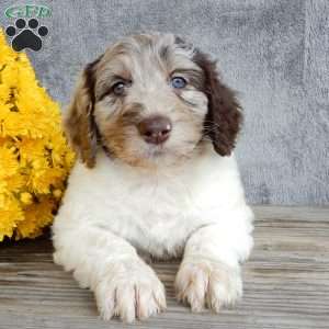 Amber, Mini Labradoodle Puppy