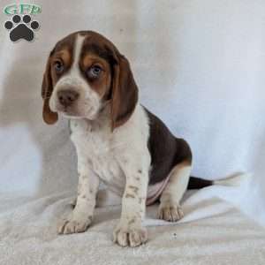 Cash, Beagle Puppy