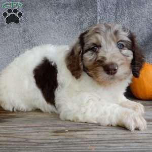 Amber, Mini Labradoodle Puppy