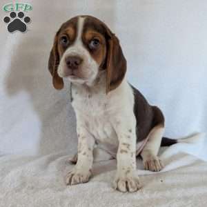 Cash, Beagle Puppy