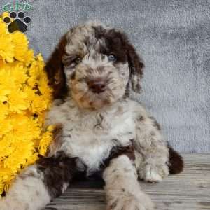 Jasmine, Mini Labradoodle Puppy
