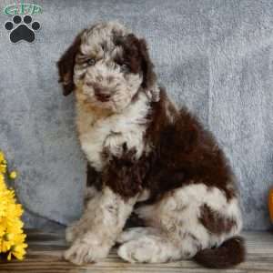 Jasmine, Mini Labradoodle Puppy