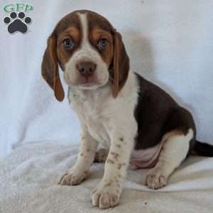 Cash, Beagle Puppy