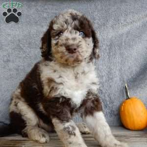 Jasmine, Mini Labradoodle Puppy