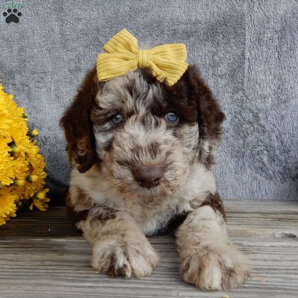 Jasmine, Mini Labradoodle Puppy