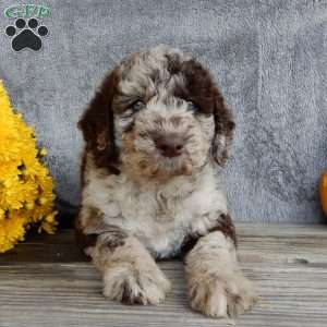 Jasmine, Mini Labradoodle Puppy