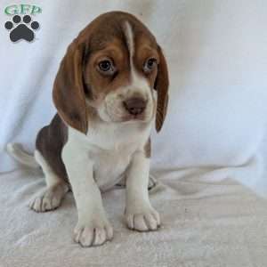Dusty, Beagle Puppy