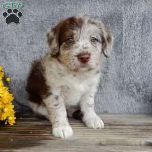 Bonnie, Mini Labradoodle Puppy