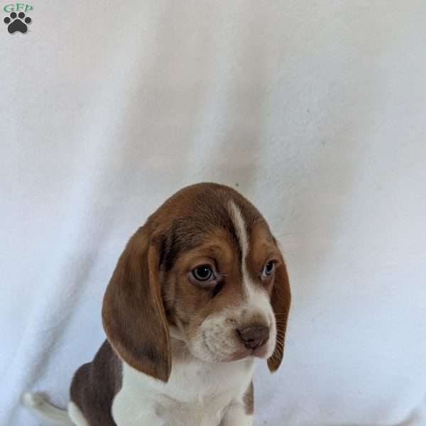 Dusty, Beagle Puppy