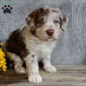 Bonnie, Mini Labradoodle Puppy