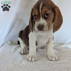Dusty, Beagle Puppy