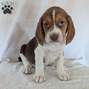 Dusty, Beagle Puppy